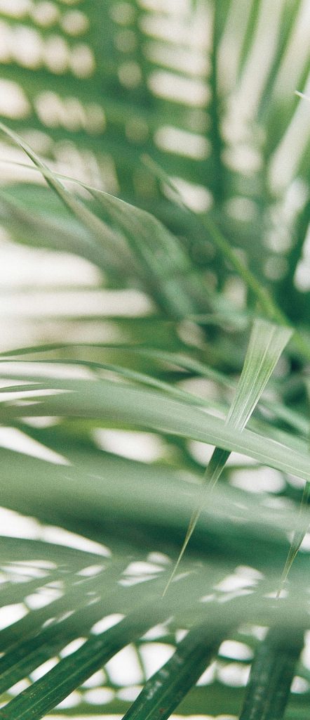 nail salon rutile caremenu sp